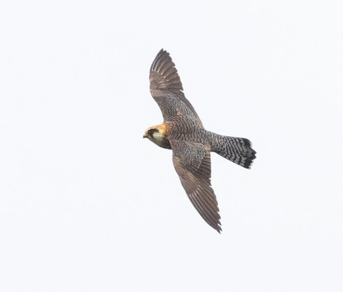 Red-footed Falcon