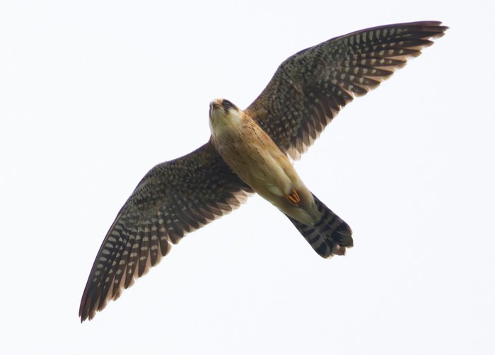 Red-footed Falcon