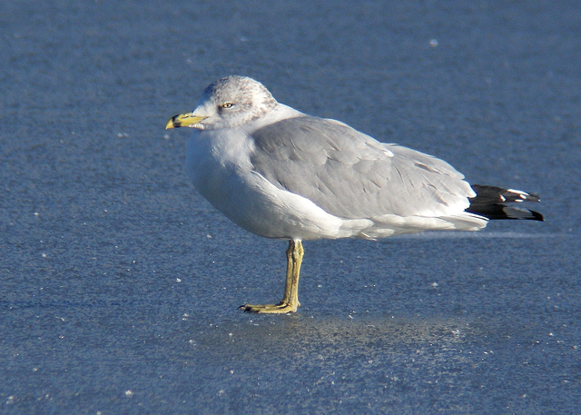 Ring-billed Gull