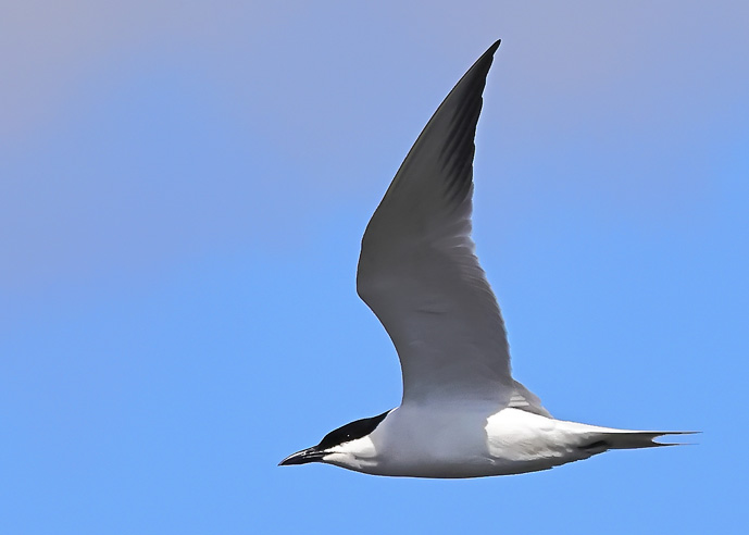 Gull-billed Tern