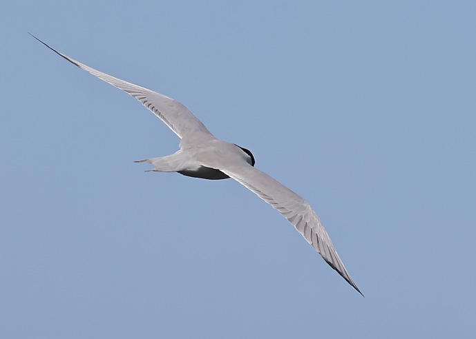 Gull-billed Tern