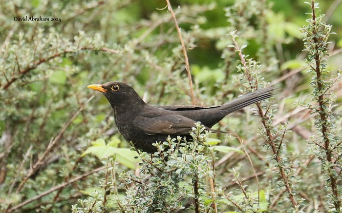 Blackbird