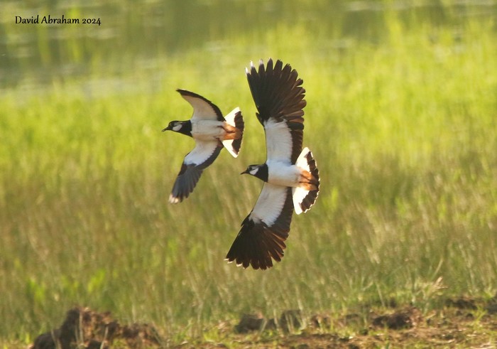 Lapwing 