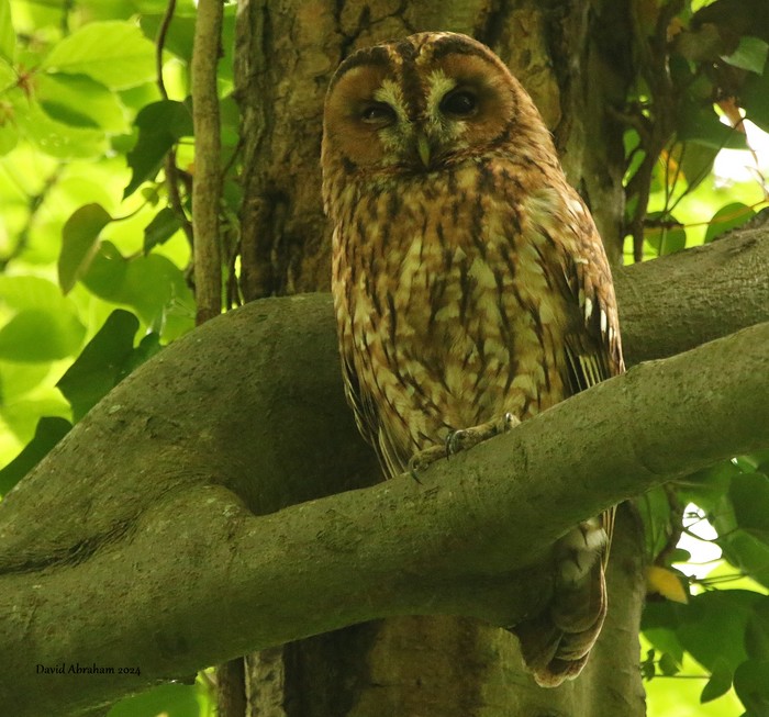 Tawny Owl 