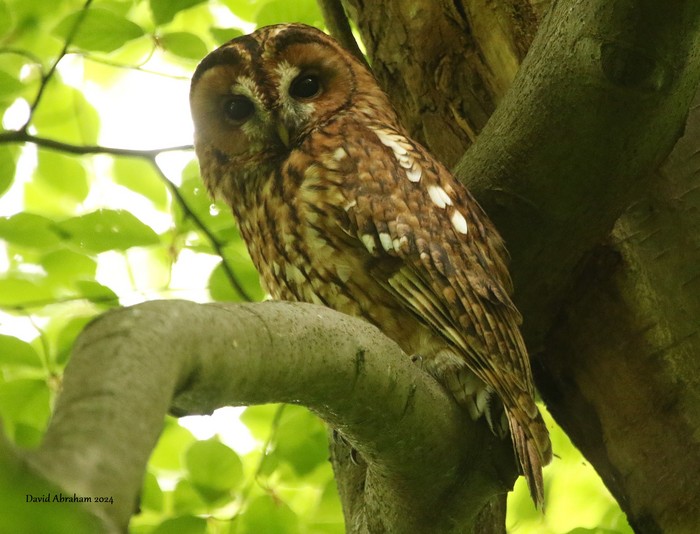 Tawny Owl 