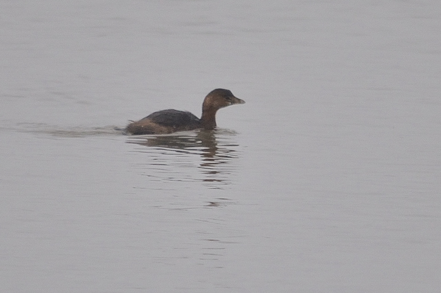 Pied-billed Grebe