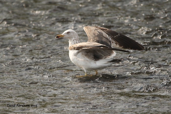 Lesser Black-backed Gull