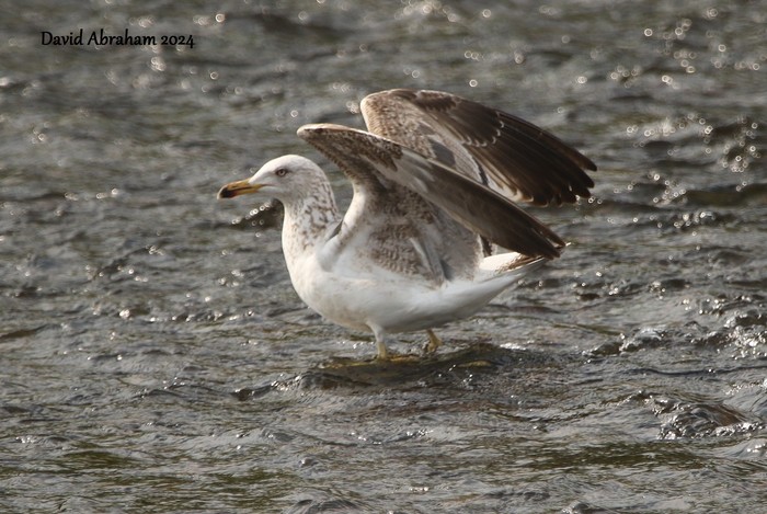 Lesser Black-backed Gull 
