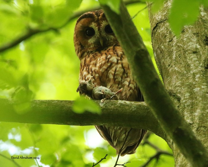Tawny Owl 