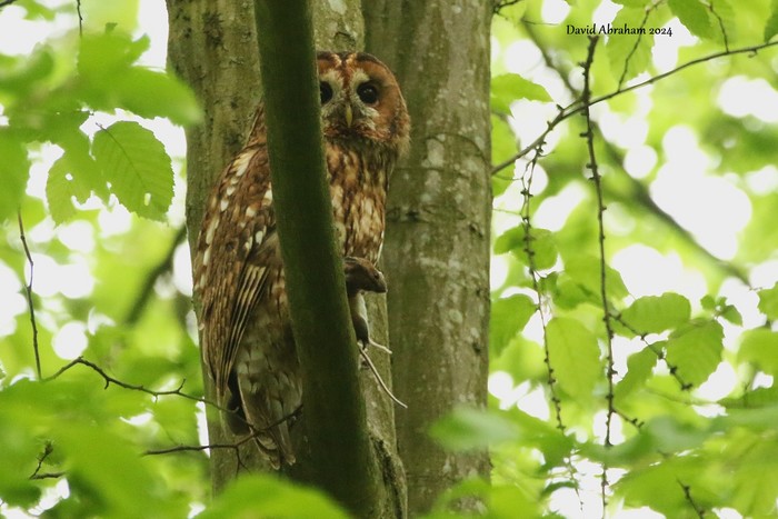 Tawny Owl 