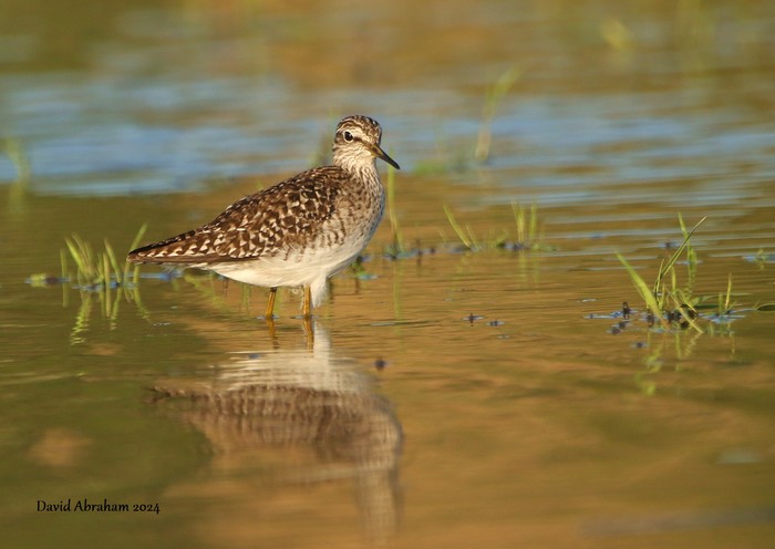 Wood Sandpiper 