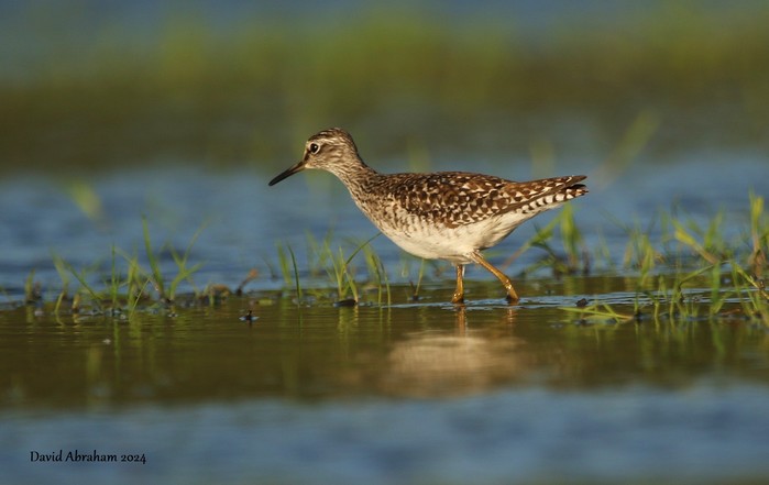 Wood Sandpiper 