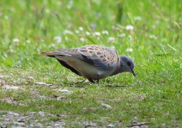 Turtle Dove