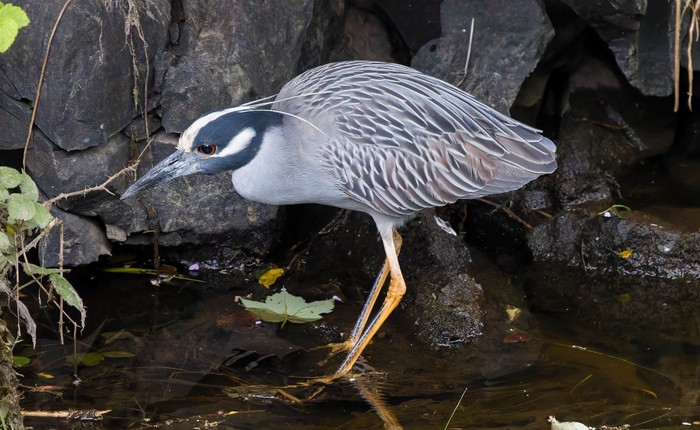 Yellow-crowned Night Heron