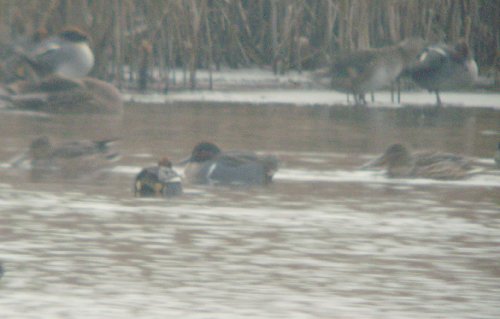 Green-winged Teal