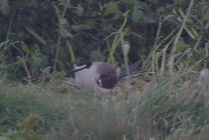 Bridled Tern
