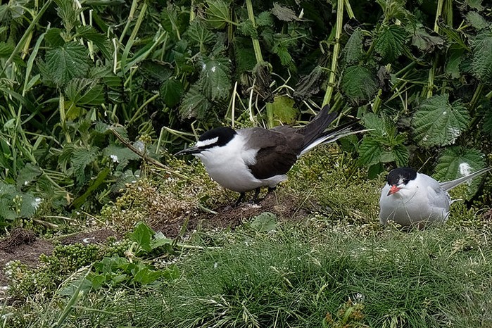 Bridled Tern
