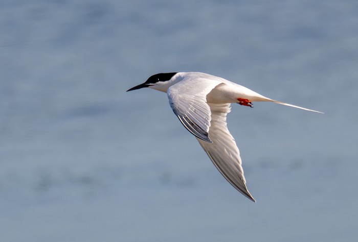 Roseate Tern