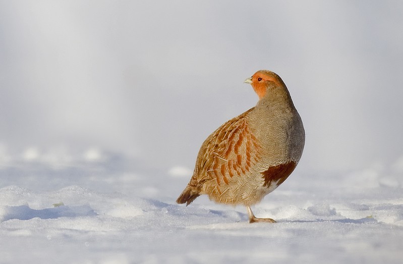 Grey Partridge