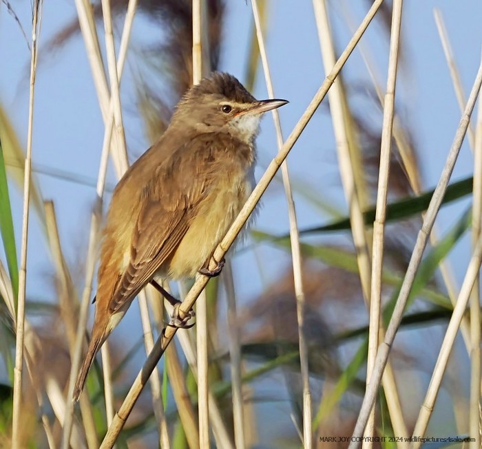 Great Reed Warbler