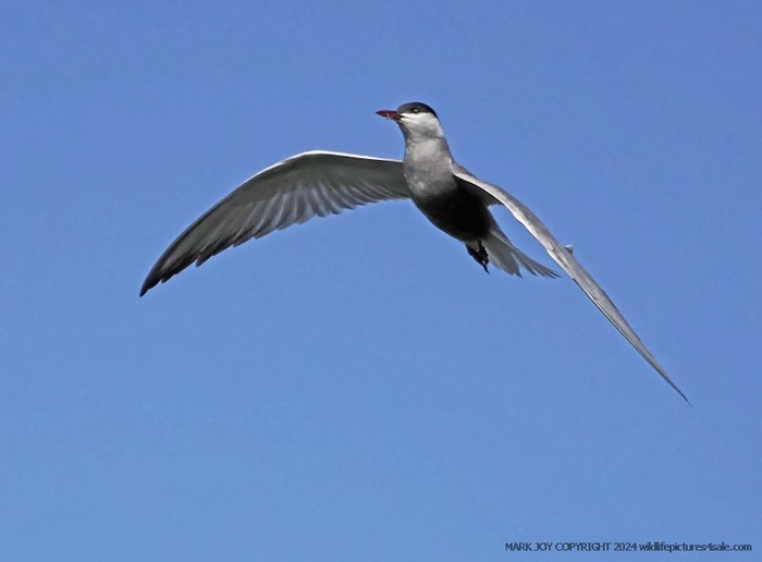 Whiskered Tern