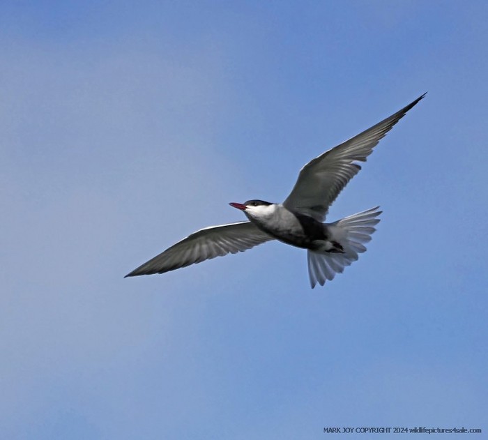 Whiskered Tern