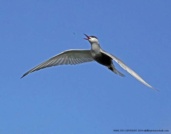 Whiskered Tern