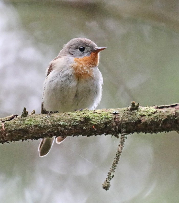 Red-breasted Flycatcher