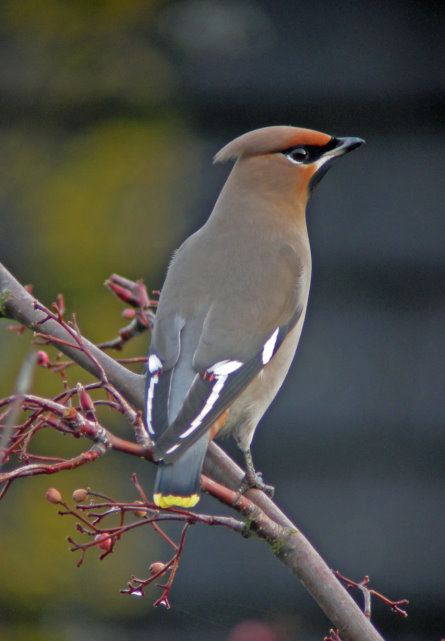 Waxwing