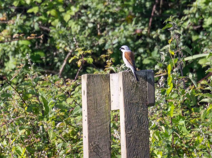 Red-backed Shrike