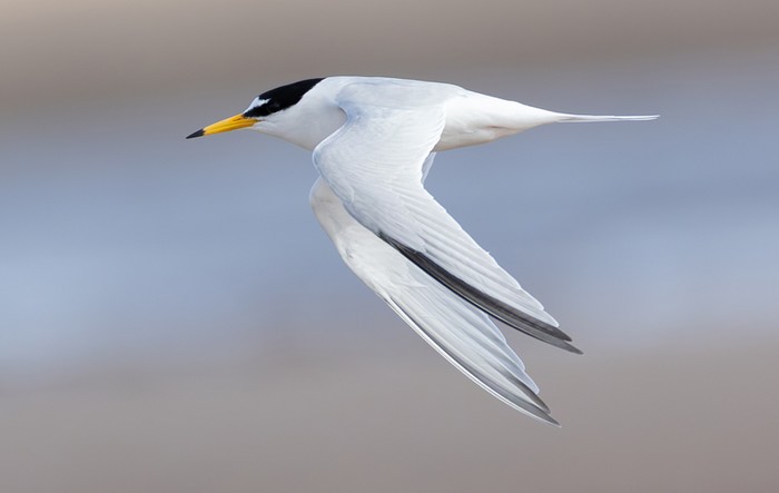 Little Tern