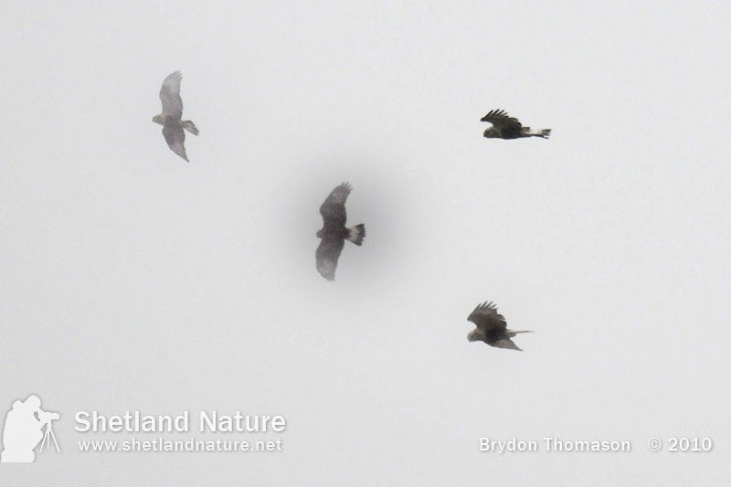 Rough-legged Buzzard