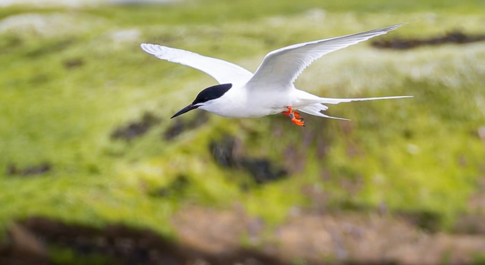 Roseate Tern