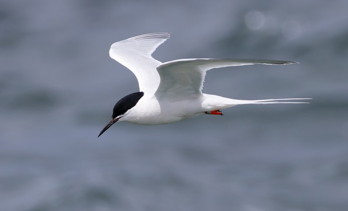 Roseate Tern
