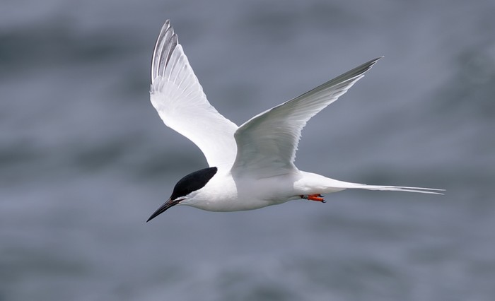 Roseate Tern