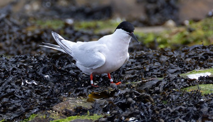Roseate Tern