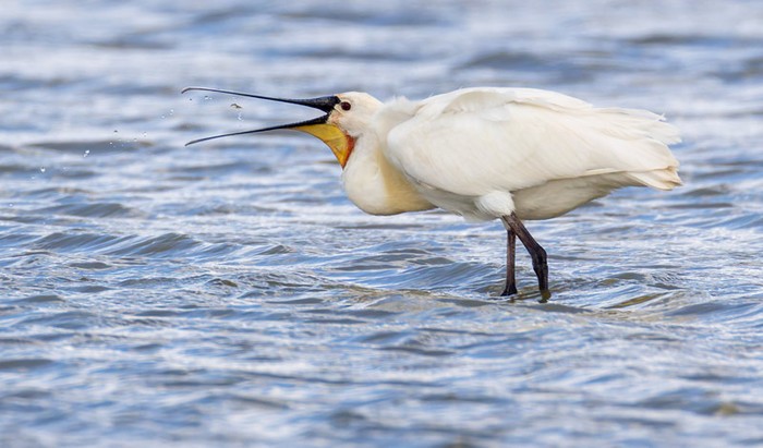 Spoonbill