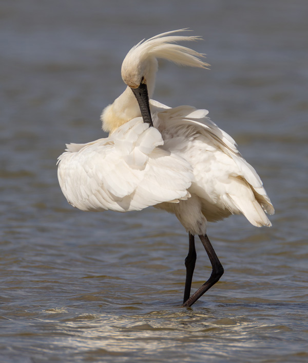 Spoonbill