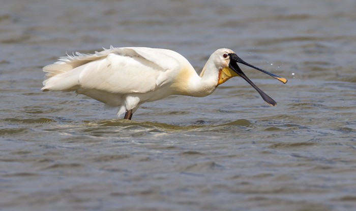 Spoonbill
