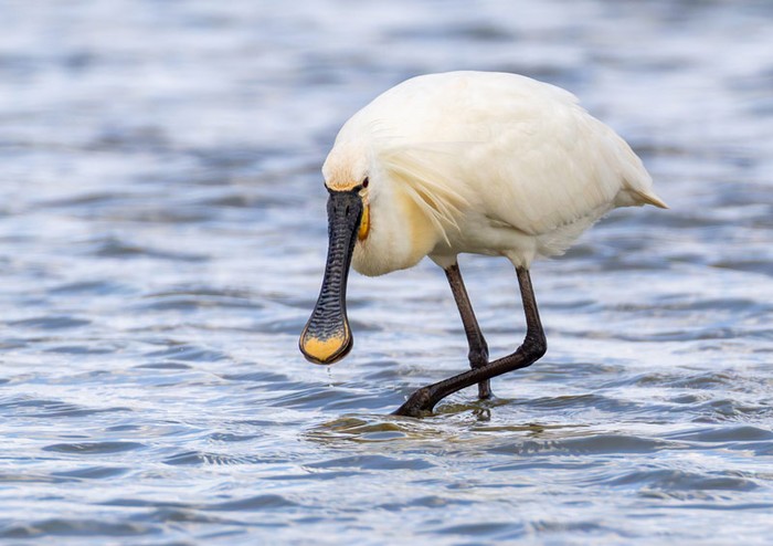 Spoonbill