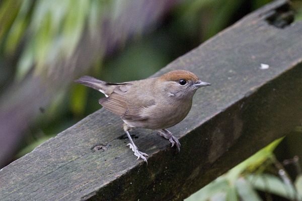 Blackcap