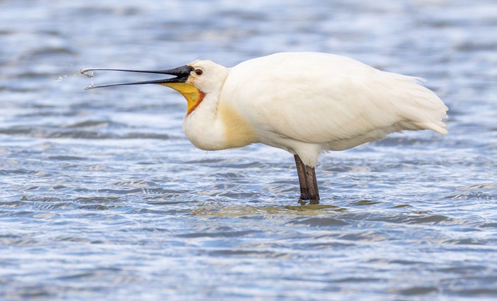 Spoonbill