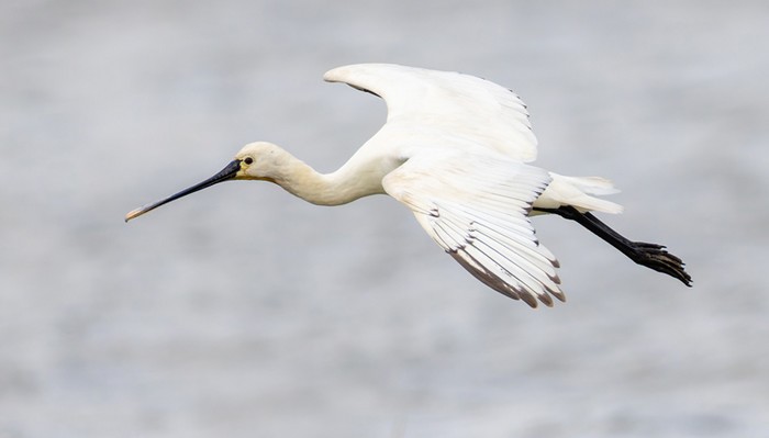 Spoonbill