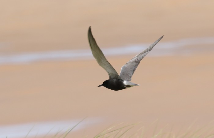 American Black Tern