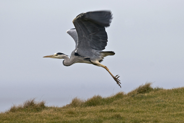 Grey Heron
