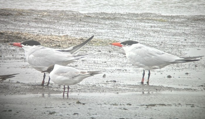 Caspian Tern