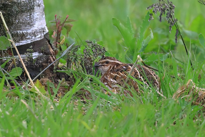 Quail