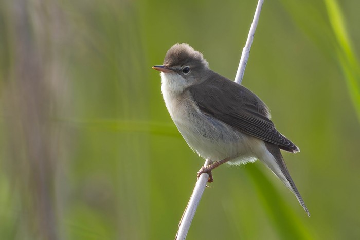 Marsh Warbler