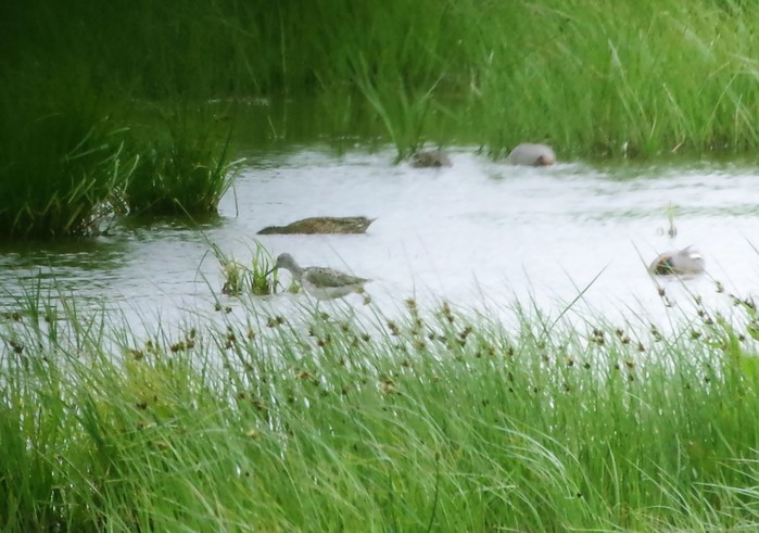 Lesser Yellowlegs