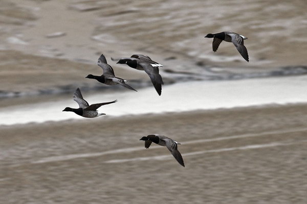 Brent Goose